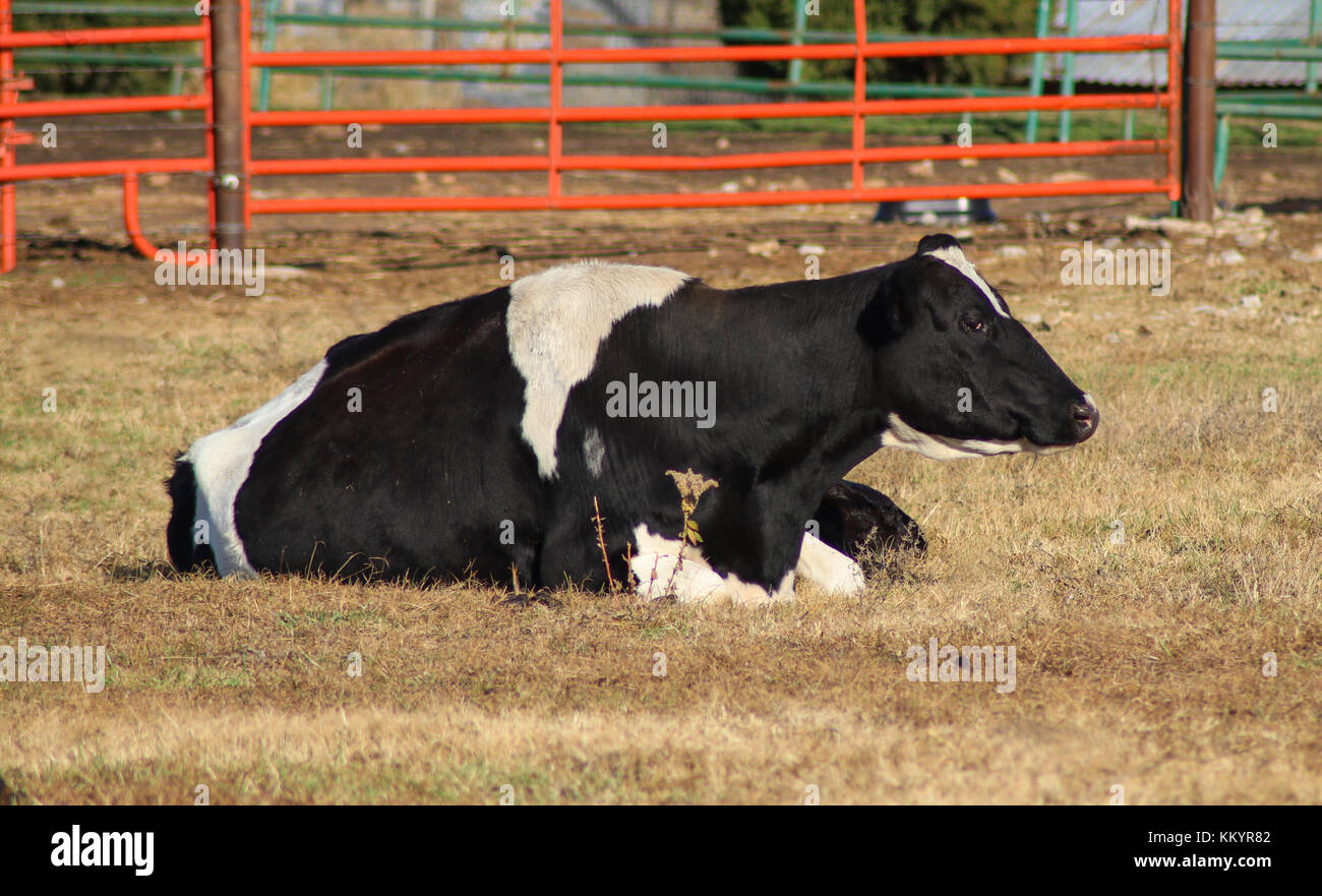 Pretty black and white Holstein cow lying in a pasture in front of an ...
