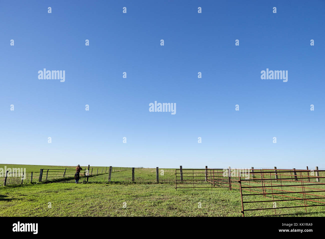 Empty fenced grassy green livestock pastures with open gates in a rural landscape of flat open farmland Stock Photo
