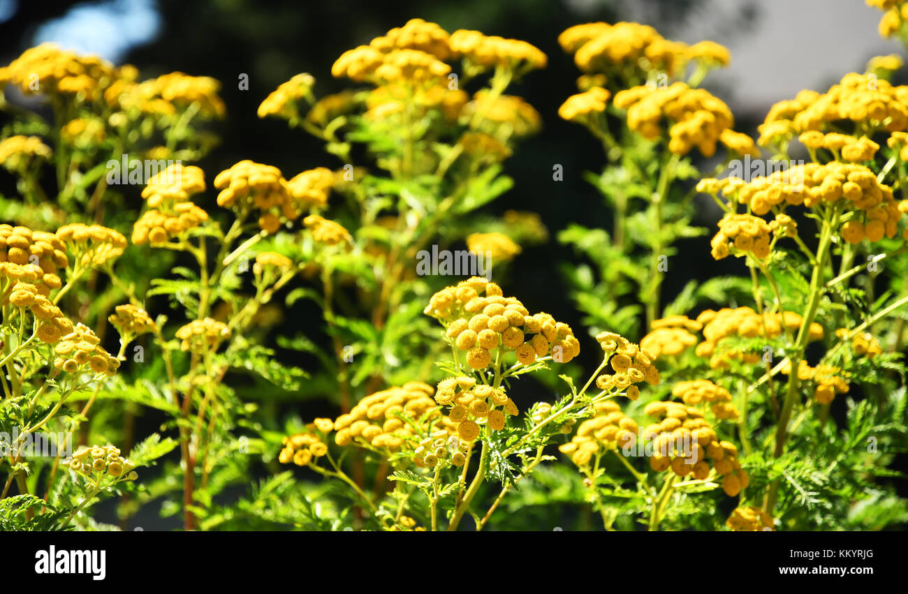 KALISPELL, MT, USA JULY 4 Girl covers ears after a loud boom during