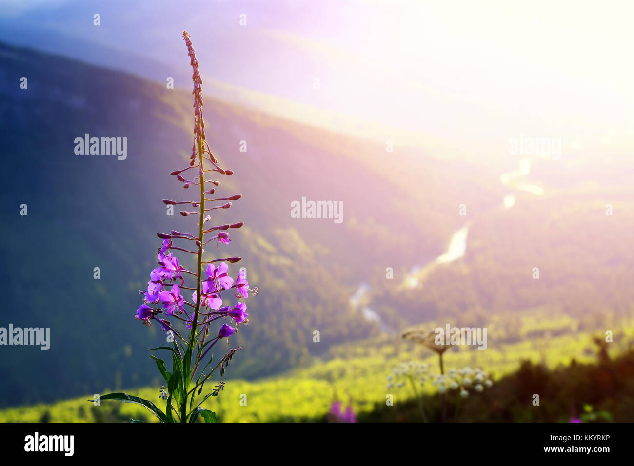 Fireweed flowers at sunset above Logan Creek in Glacier National Park ...