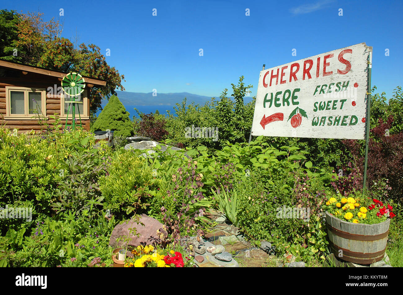 Sign advertising cherries for sale at a cherry orchard with Flathead