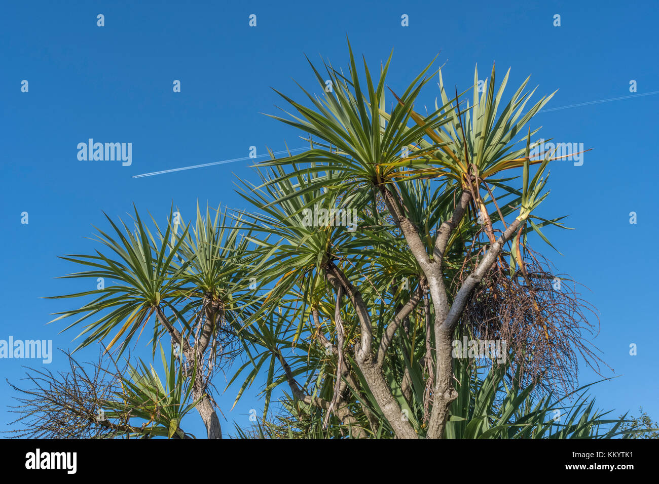Cordyline australis palm set against bright blue sky in Cornwall, with vapour trails of an overhead passenger plane. Metaphor overseas holidays. Stock Photo