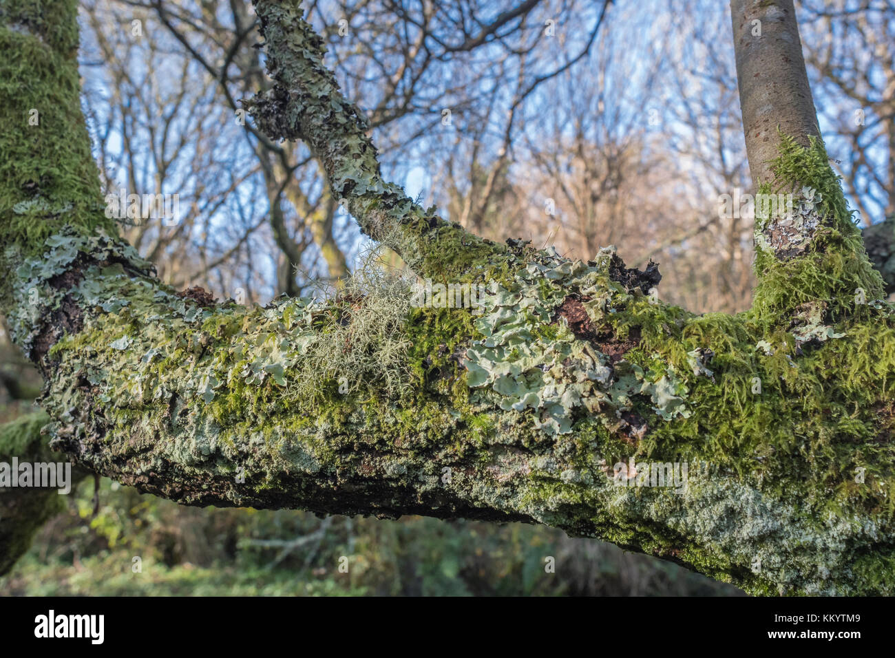 A couple of types of pale green lichen thallus on a rural tree branch. Stock Photo