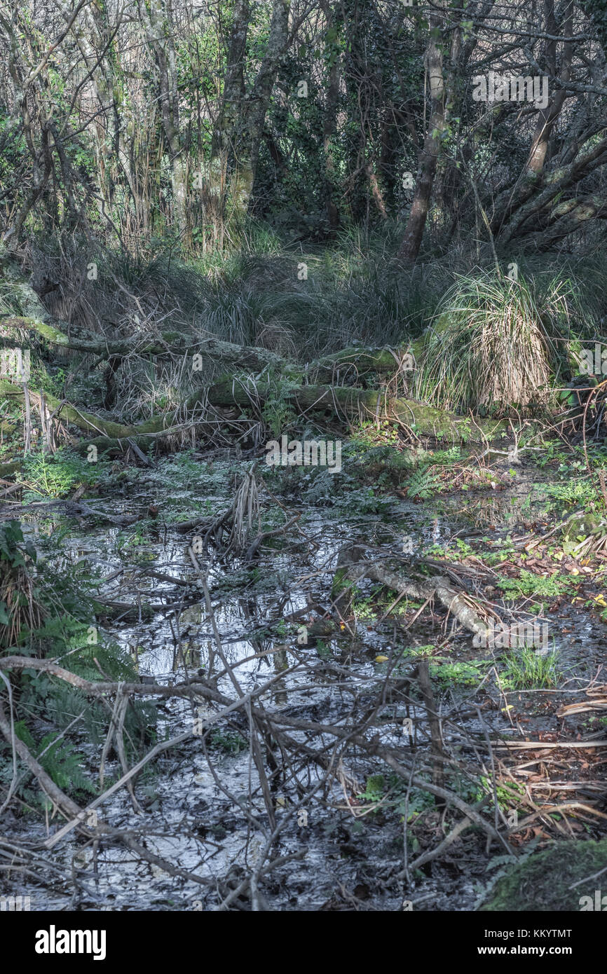 Watery, waterlogged land in the region around Par, Cornwall Stock Photo