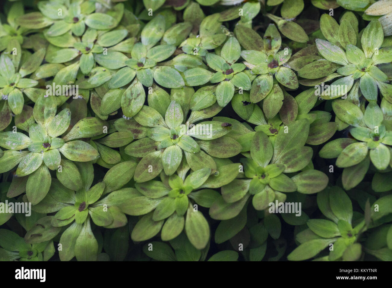 Water Starwort / Callitriche agg. - probably C. hamulata in large, flowing, rivulet - see additional botanical notes concerning this species. Stock Photo