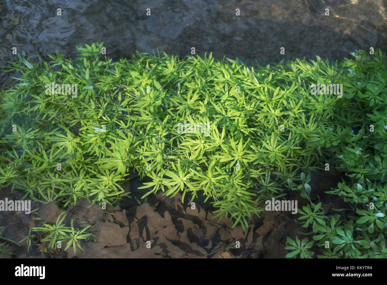 Water Starwort / Callitriche agg. - probably C. hamulata in large, flowing, rivulet - see additional botanical notes concerning this species. Stock Photo