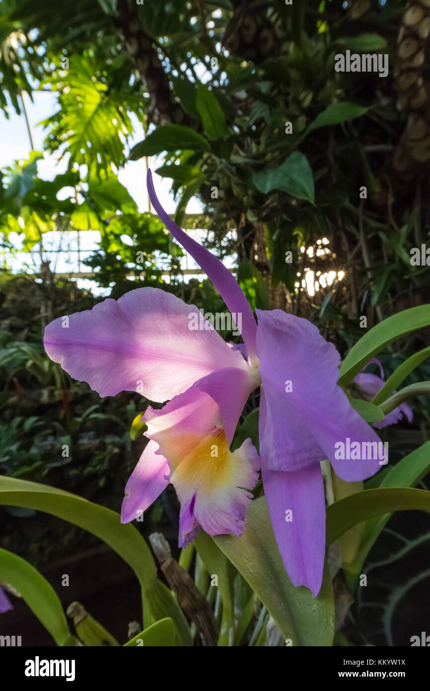 A purple orchid flowering in the Tropical House within the Anna Scripps Whitcomb Conservatory in Belle Isle Park, Detroit, Michigan, USA Stock Photo