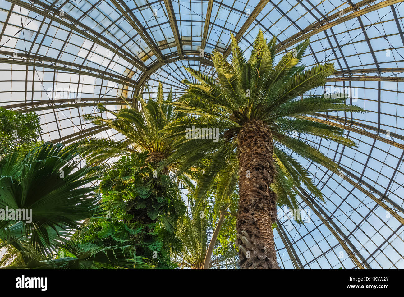 Palm Trees in Tropical House within the Anna Scripps Whitcomb Conservatory in Belle Isle Park, Detroit, Michigan, USA Stock Photo