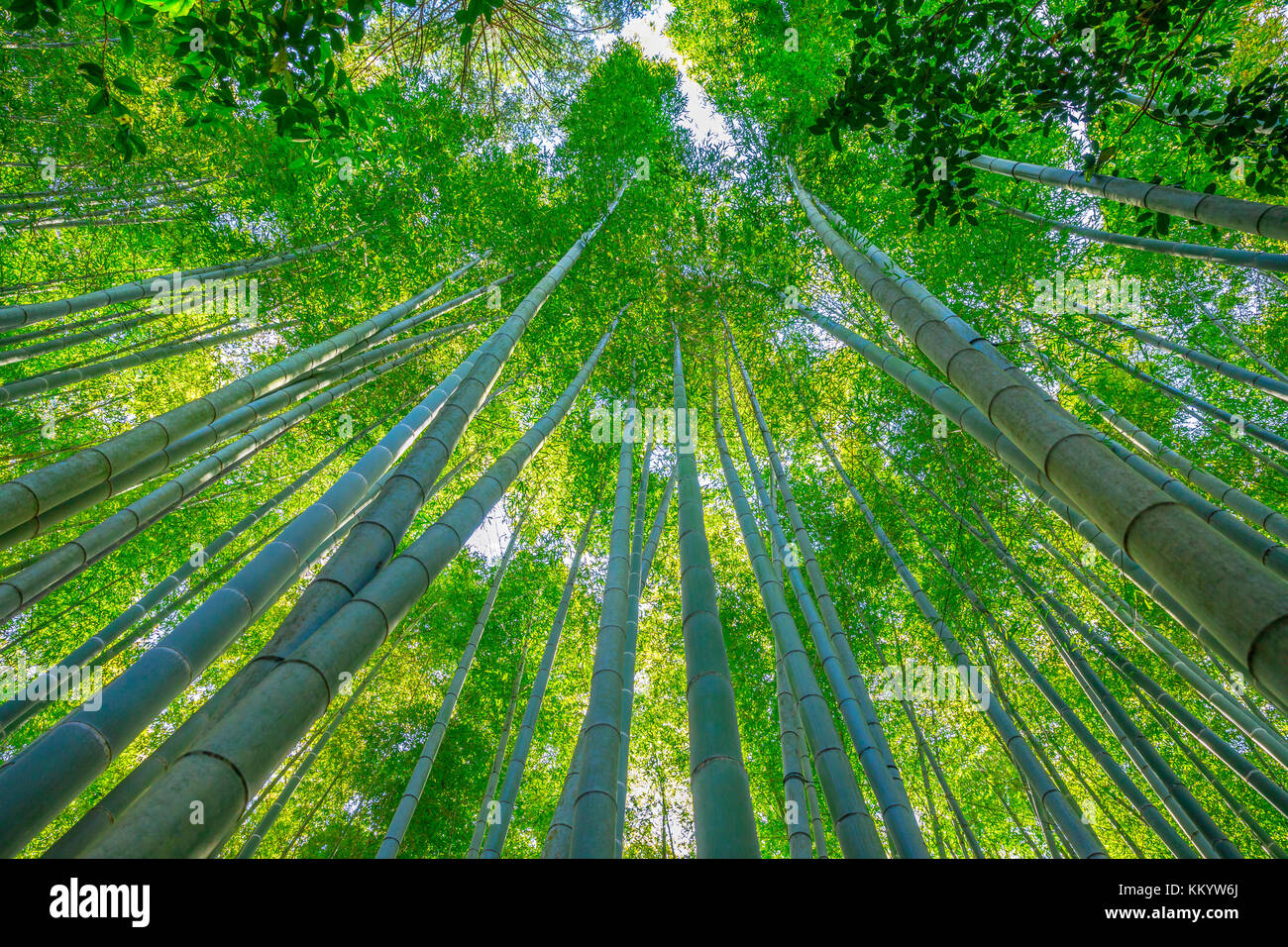 Bamboo garden grove Stock Photo Alamy