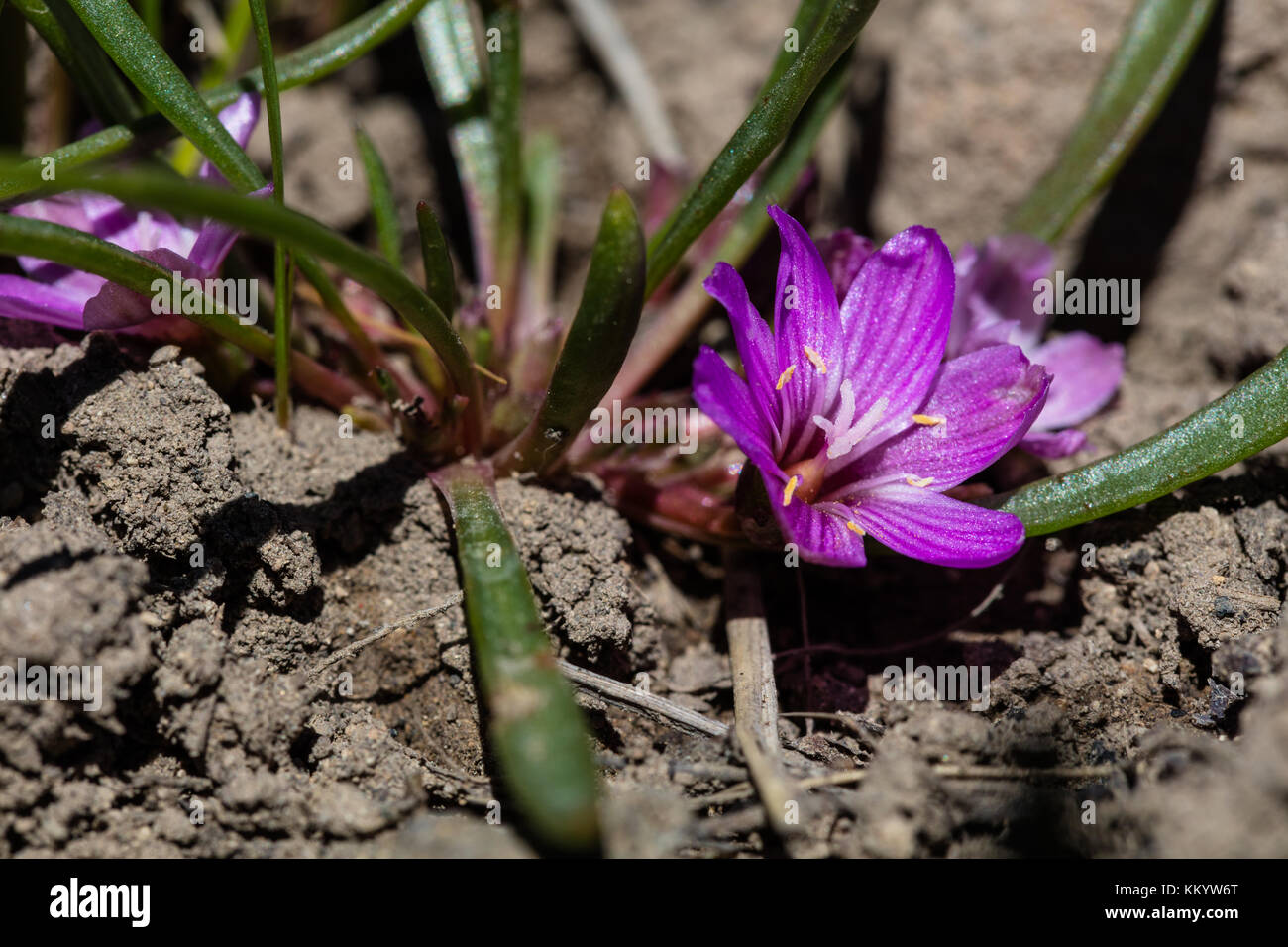 A pygmy bitterroot flower blooms at the Yellowstone National Park July
