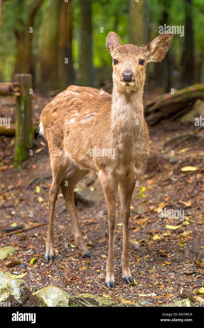 Nara wild deer Stock Photo
