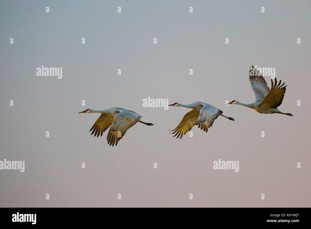 A flock of sandhill cranes fly together at the Sherburne National ...