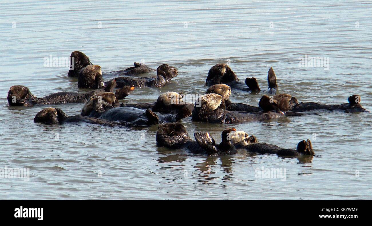Southern California sea otters swim in a group March 16, 2010 in California.  (photo by Lilian Carswell via Planetpix) Stock Photo