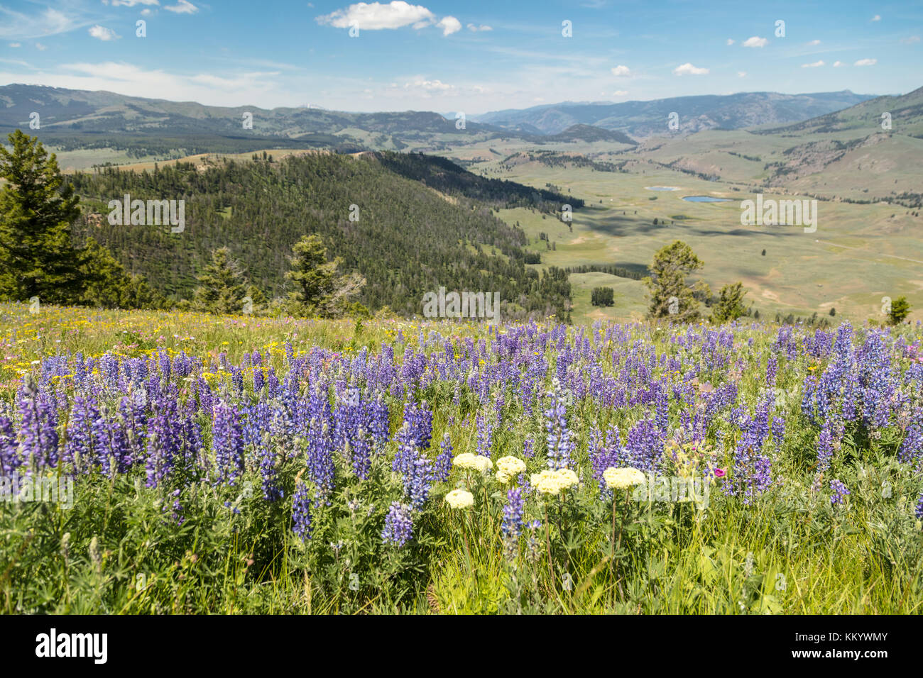 Wildflowers bloom in front of the Specimen Ridge mountains in summer at