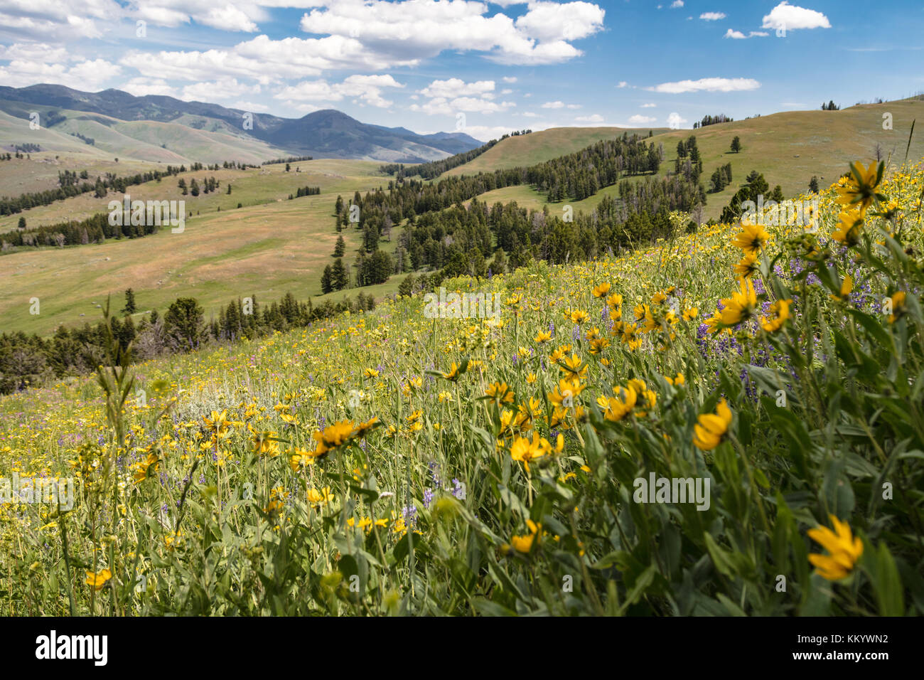 Specimen ridge yellowstone hires stock photography and images Alamy
