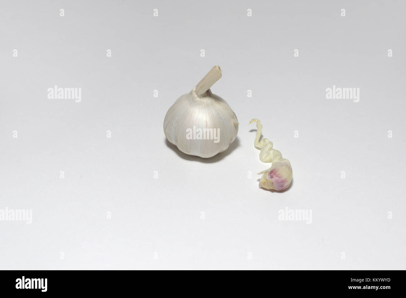 head of garlic and sprouted garlic clove Stock Photo Alamy