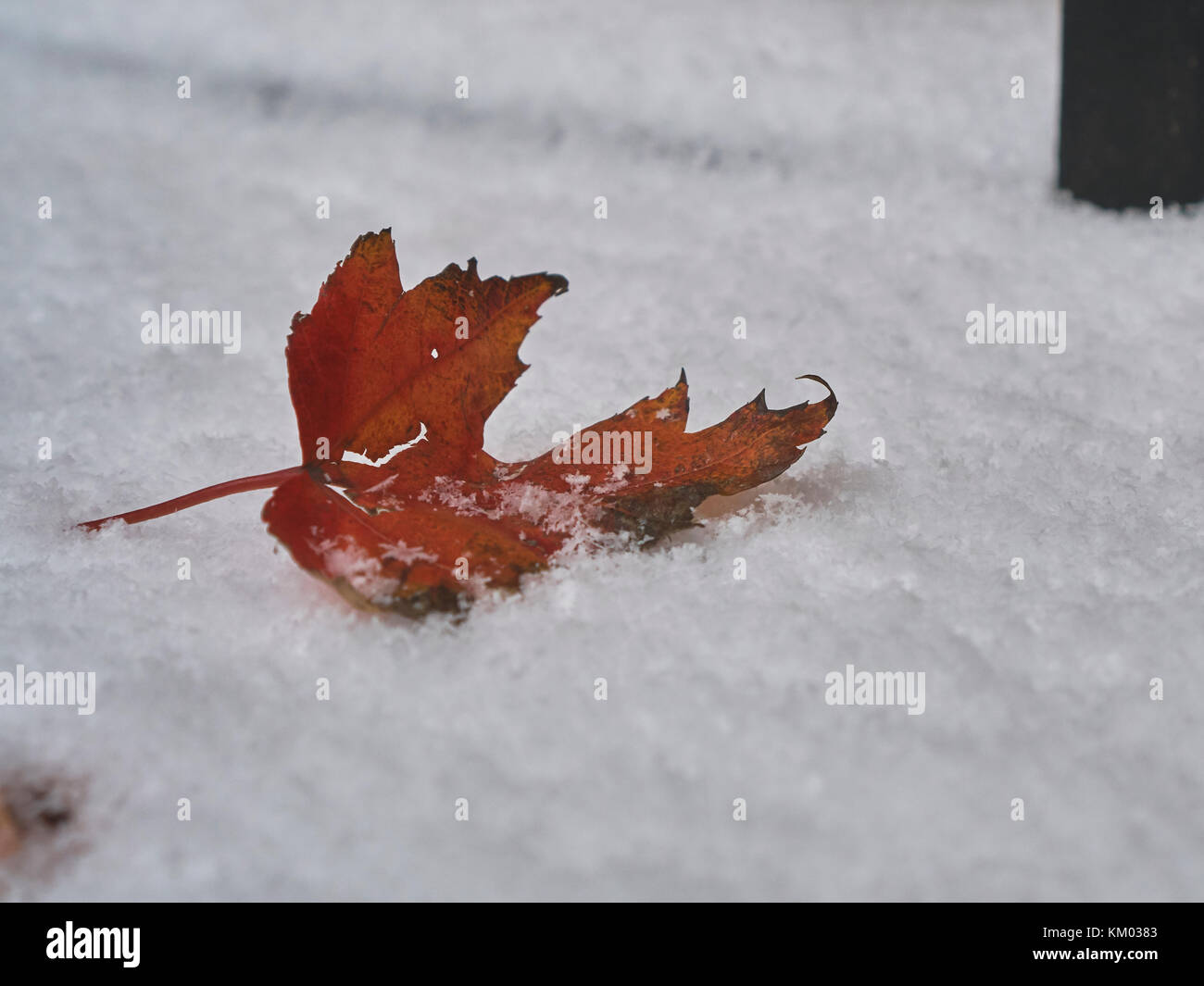 close-up of a fallen red maple leave with newly fallen snow Stock Photo