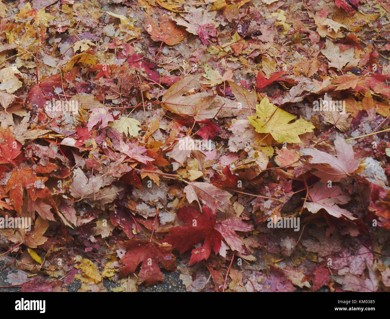 First snow on multi-colored fallen maple leaves Stock Photo