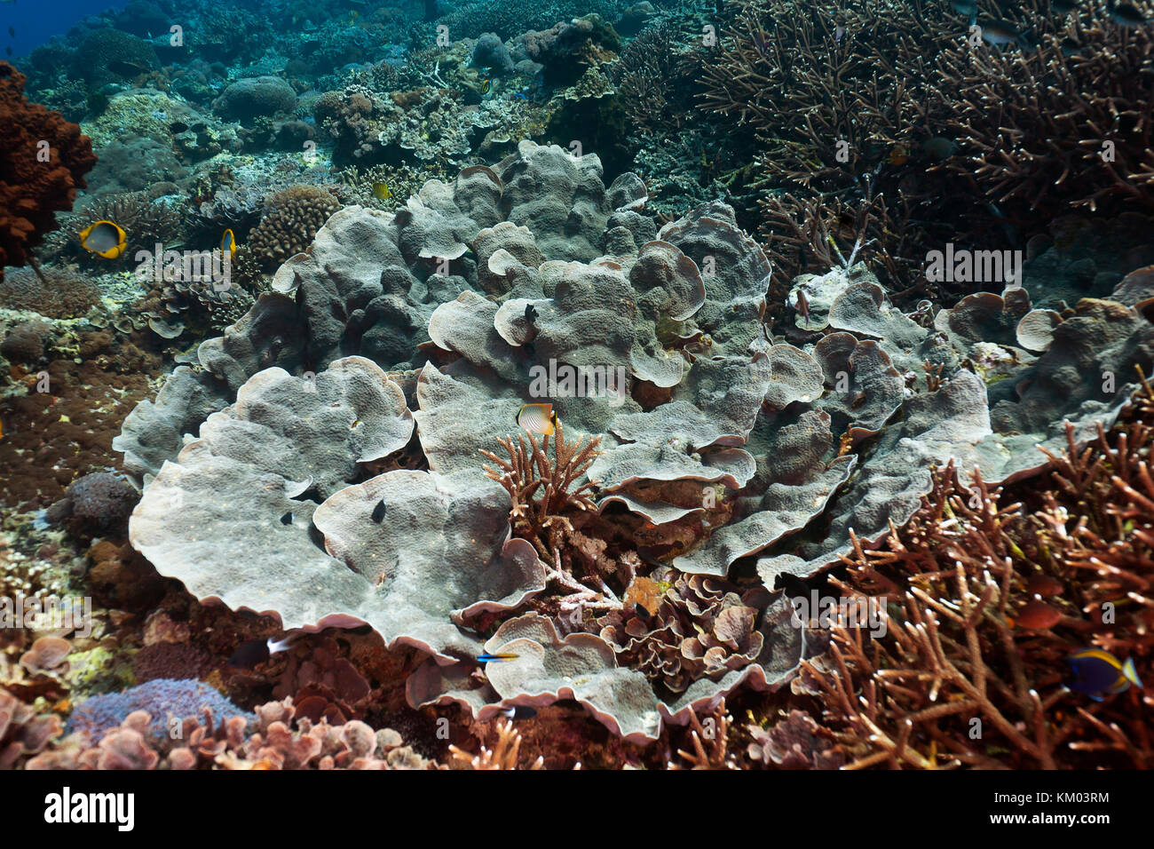 Large polyp stone coral (Echinopora pacificus),Nusa Lembongan,Bali,Indonesia Stock Photo