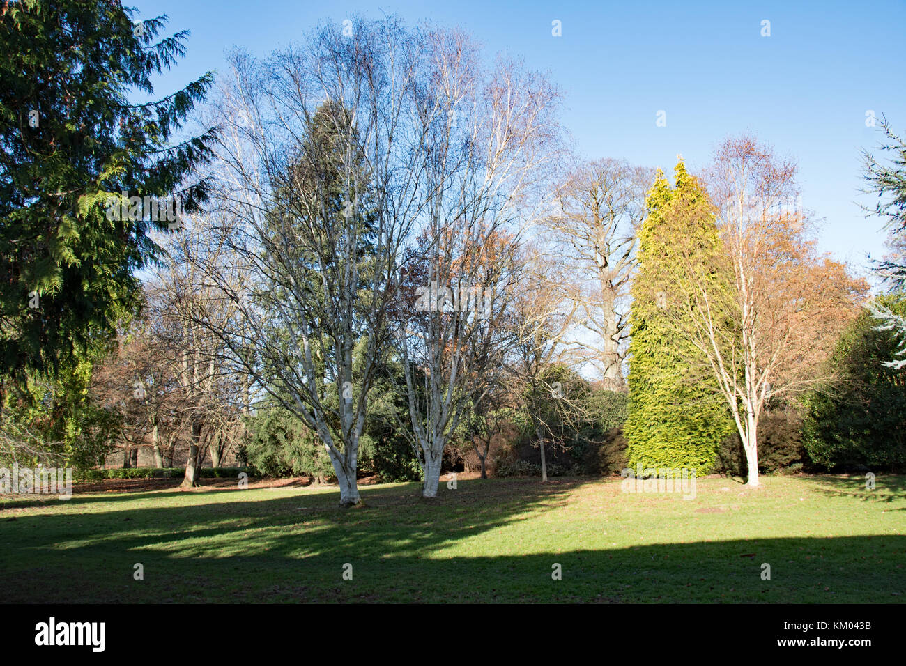 Mixed evergreens and deciduous trees at Langley Park Arboretum. Stock Photo