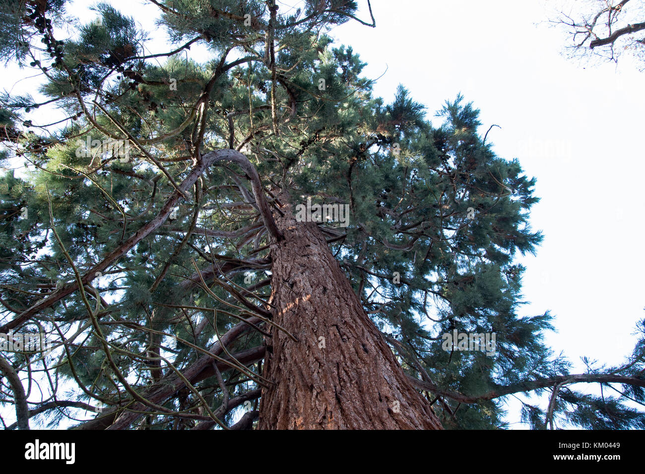 Giant redwoods at Langley Park Country Park, Buckinghamshire, England