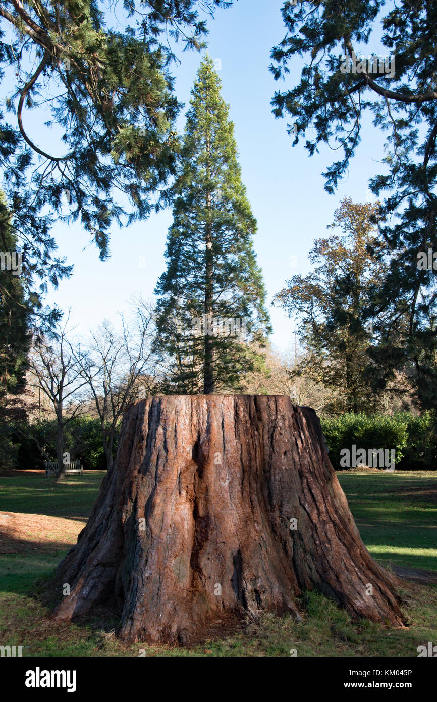 Giant redwoods at Langley Park Country Park, Buckinghamshire, England
