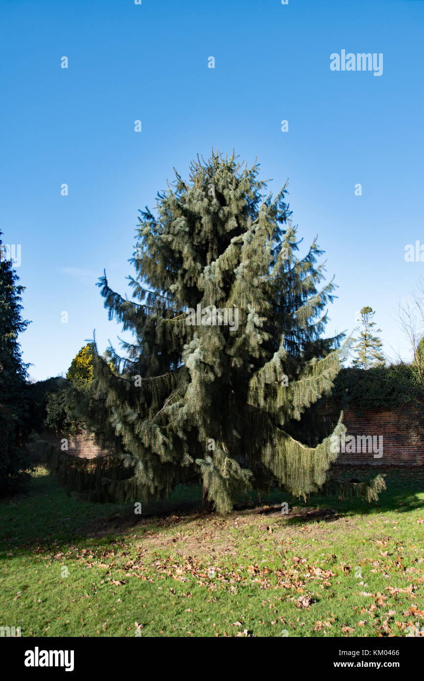 Picea breweriana aka Brewer's weeping spruce Stock Photo