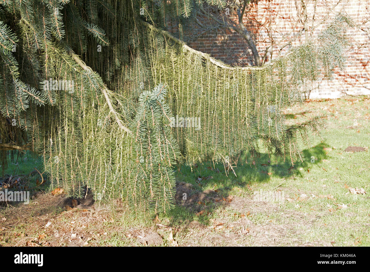 Picea breweriana aka Brewer's weeping spruce Stock Photo