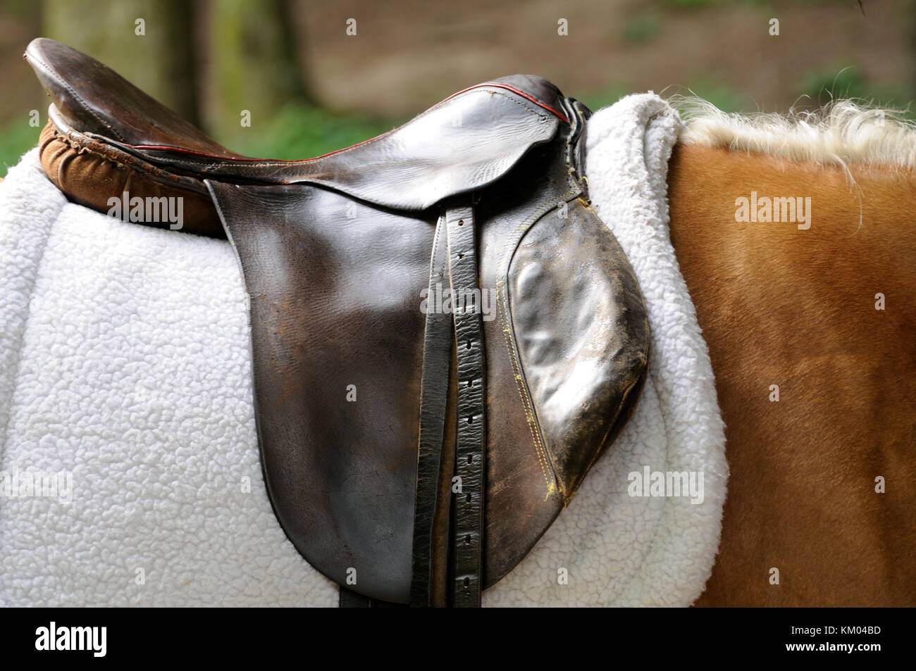 Saddle and stirrup horse close up Stock Photo Alamy