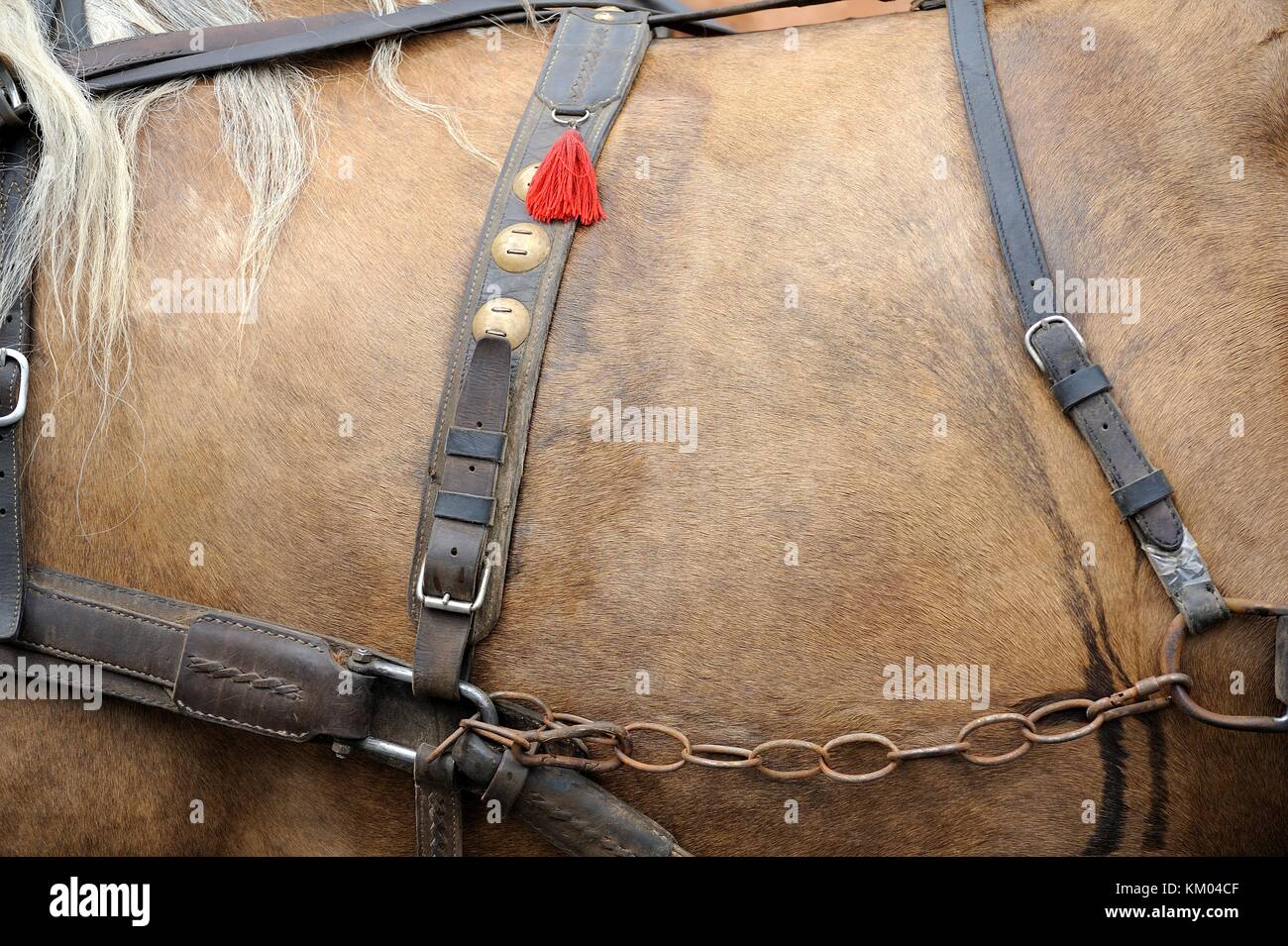 The harness on a horse wearing brown Stock Photo Alamy