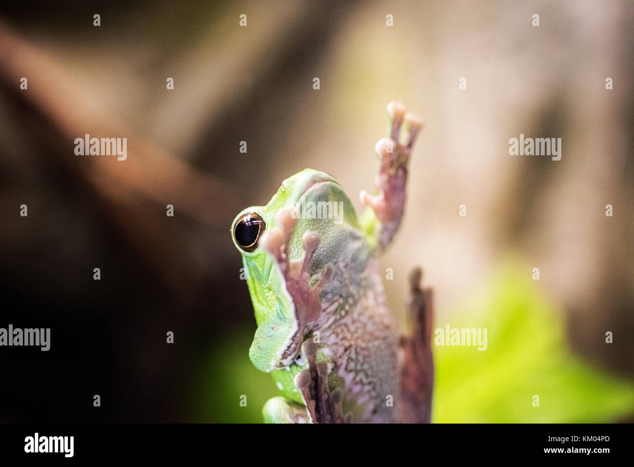 Small frog on window. Macro photo from inside Stock Photo - Alamy