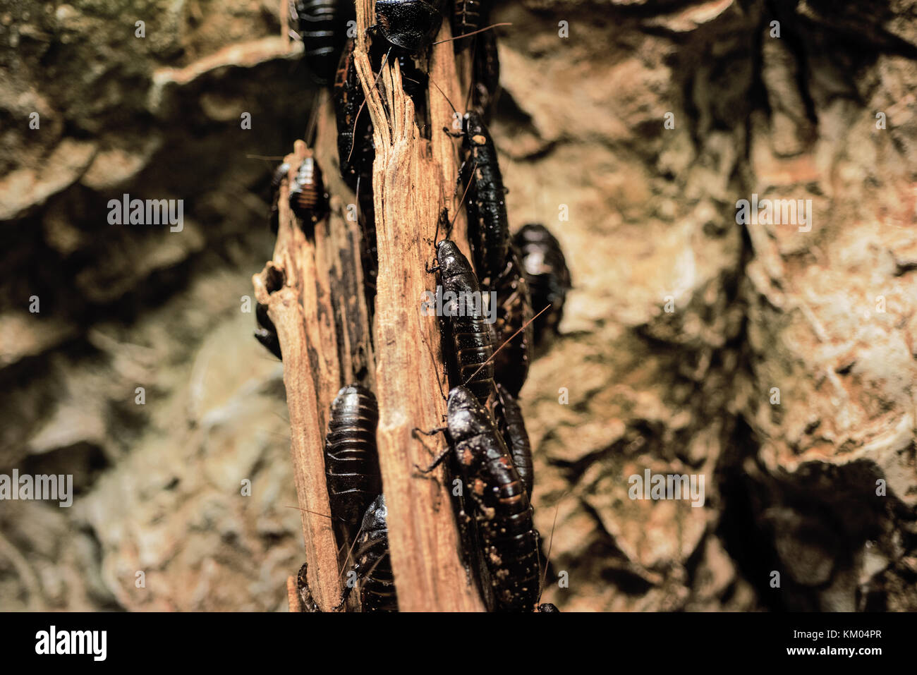 Cockroaches on trees log. Abstract macro photo Stock Photo Alamy