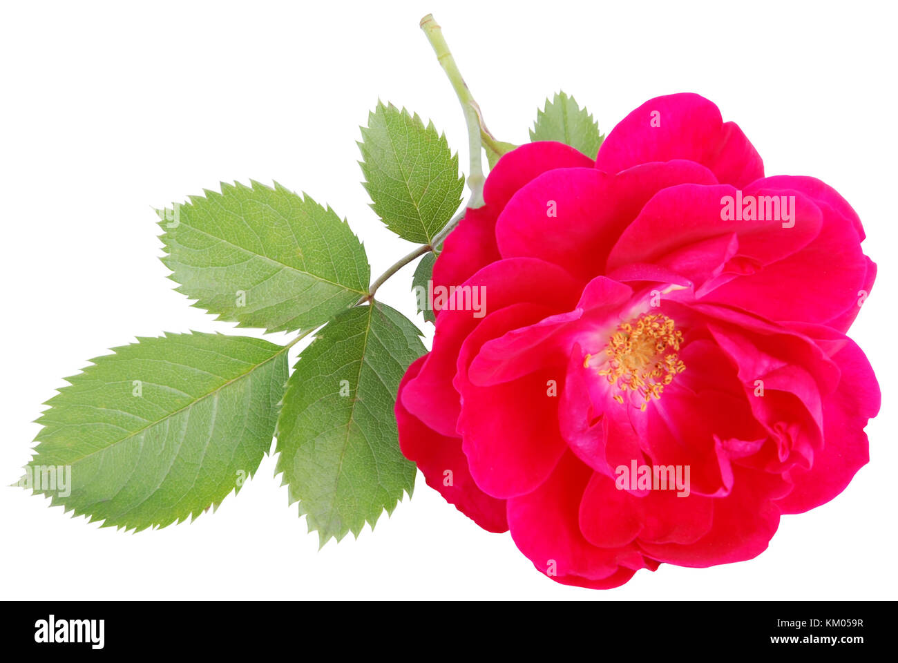 red rose isolated on white Stock Photo - Alamy