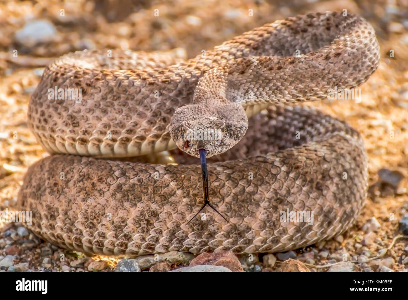 Rattlesnake in Strike Position facing Camera with Forked Tongue Extended Stock Photo