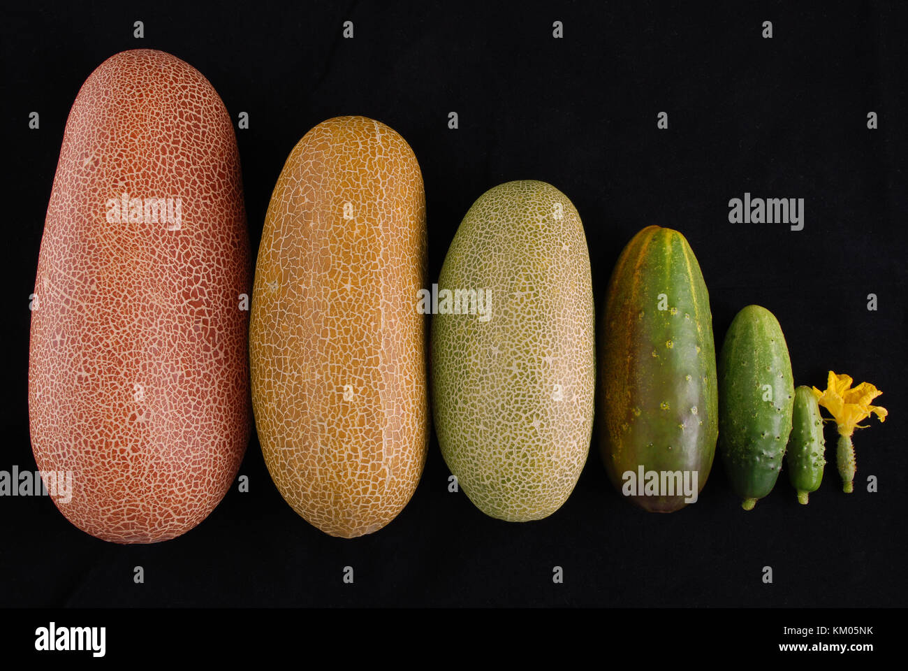 Cucumber from flowering up to ripe isolated on black background Stock ...