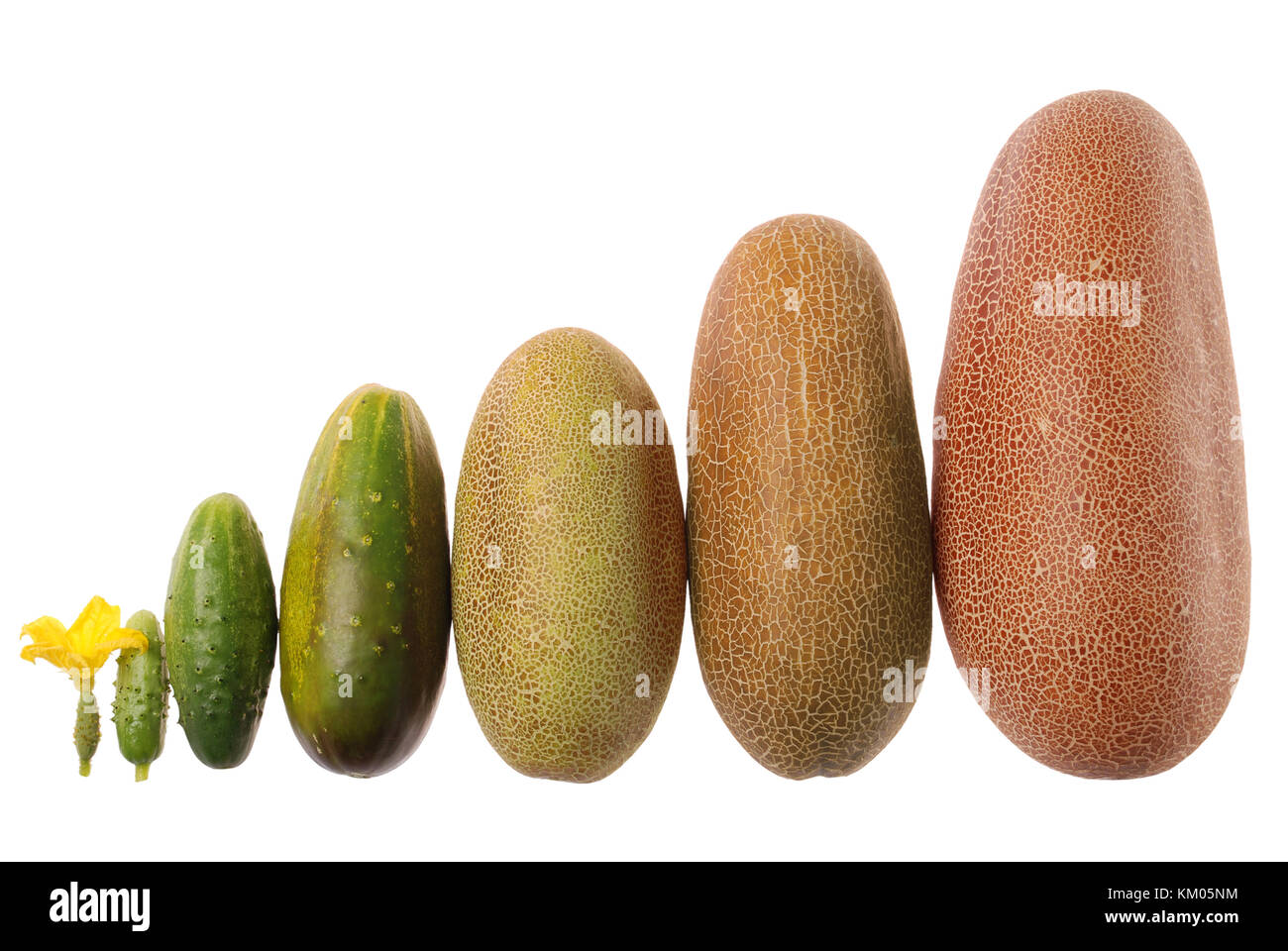 Как выглядит спелый огурец. Переспелый огурец. Спелый огурец. Как выглядит спелый огурец. Как выглядит спелый огурец.