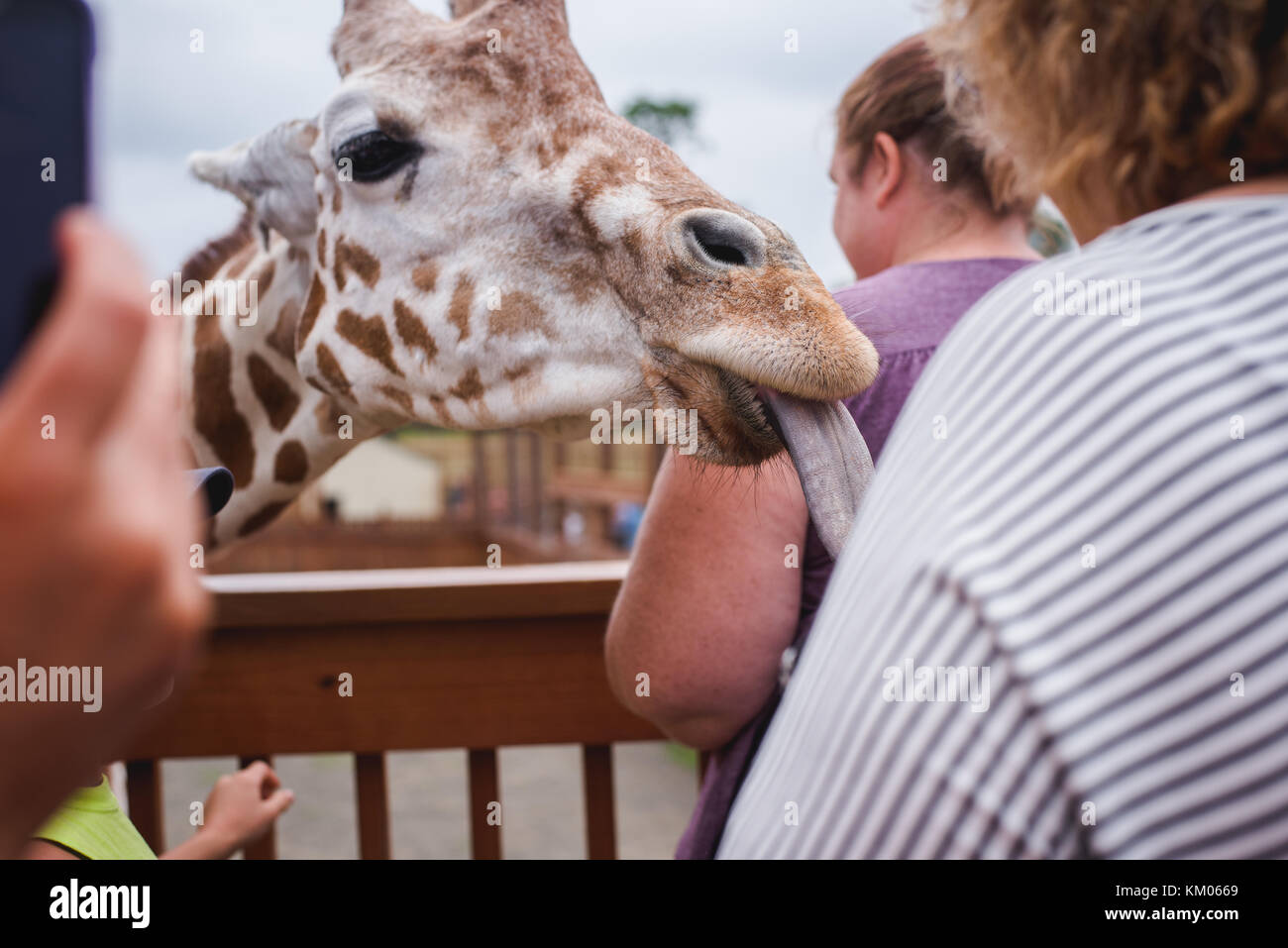 April the Giraffe visits with people at Animal Adventure Park in  Harpursville, NY Stock Photo - Alamy