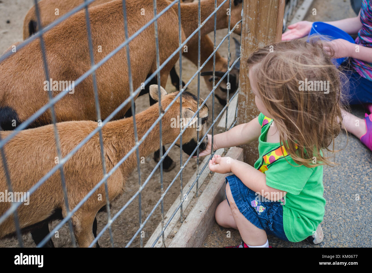 A little girl feeds goats at a petting zoo Stock Photo