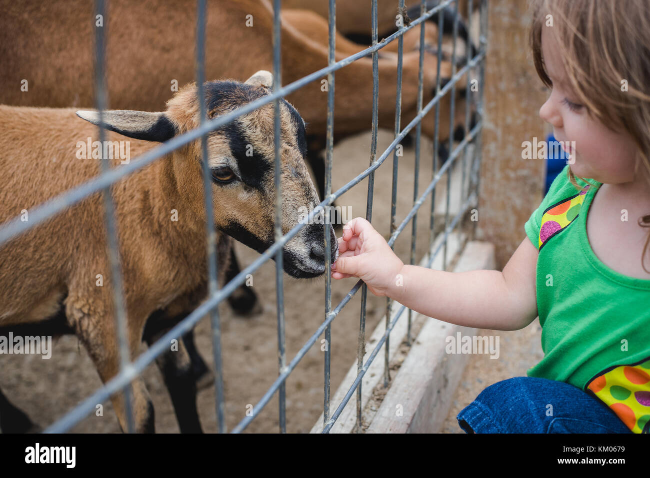 A little girl feeds goats at a petting zoo Stock Photo