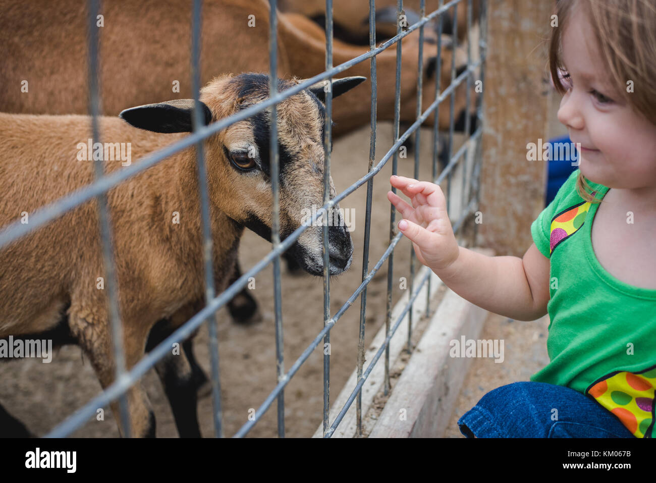 A little girl feeds goats at a petting zoo Stock Photo