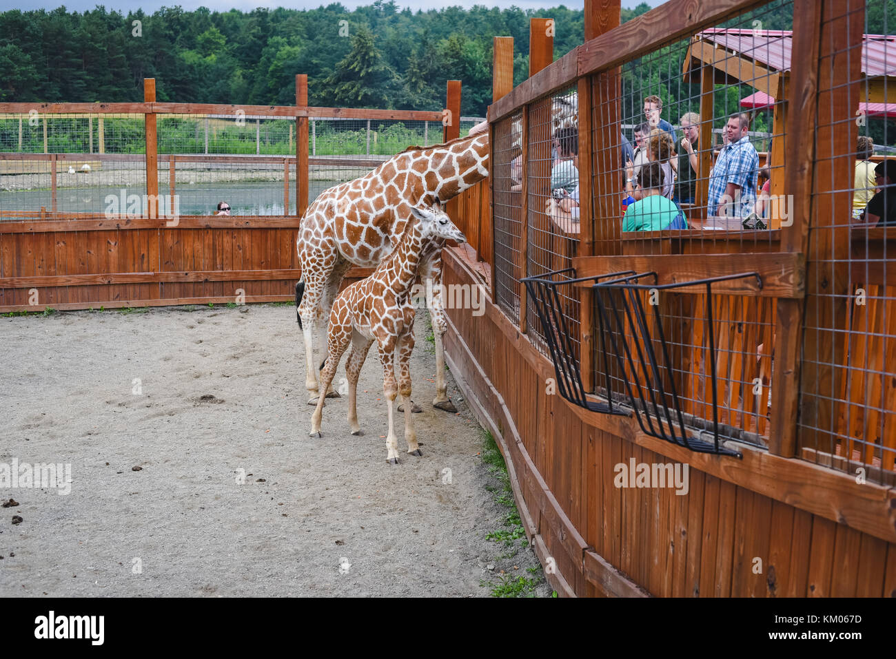 April the Giraffe and her son Tajiri visit with people at Animal Adventure  Park in Harpursville, NY Stock Photo - Alamy