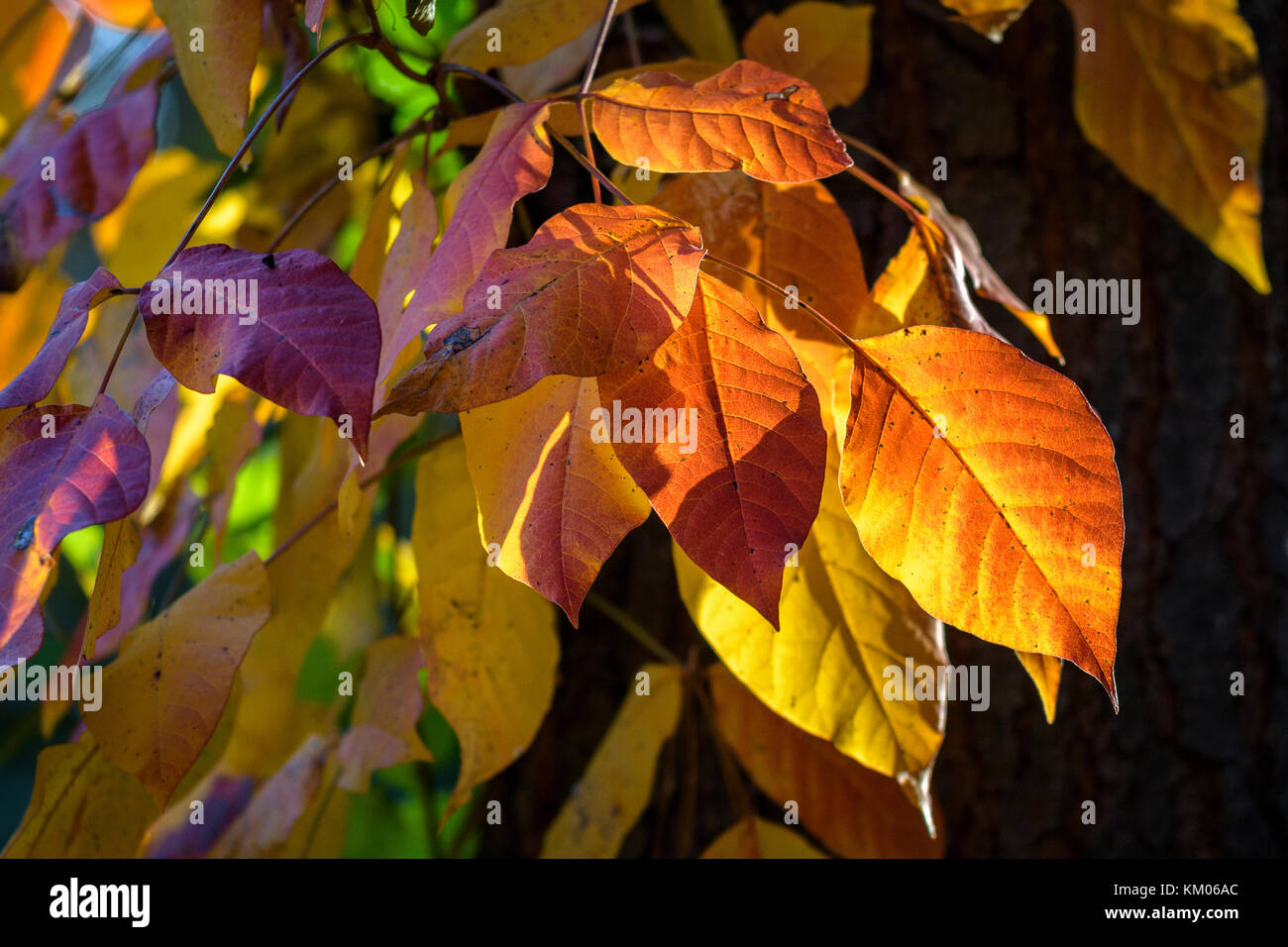 posion-ivy-hi-res-stock-photography-and-images-alamy