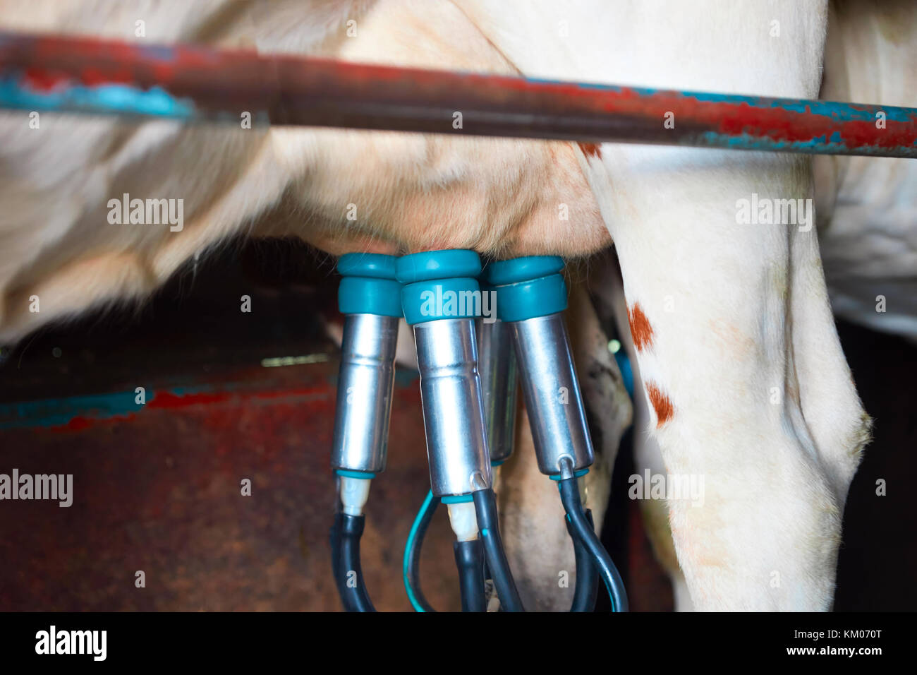 Cows utter and pipelines during milking operation, Franche Comte, France. Stock Photo