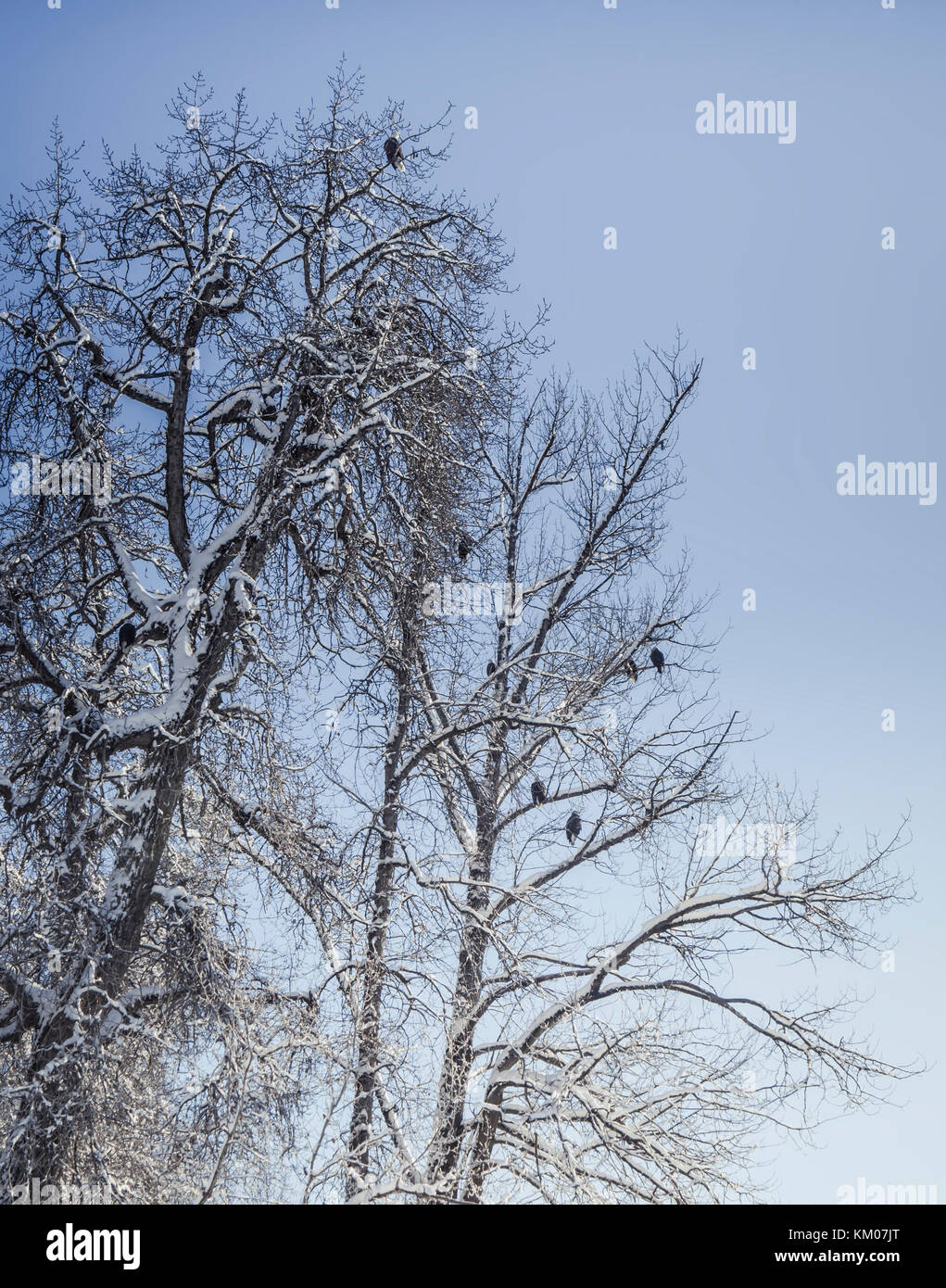 Chilkat river bald eagle preserve hires stock photography and images