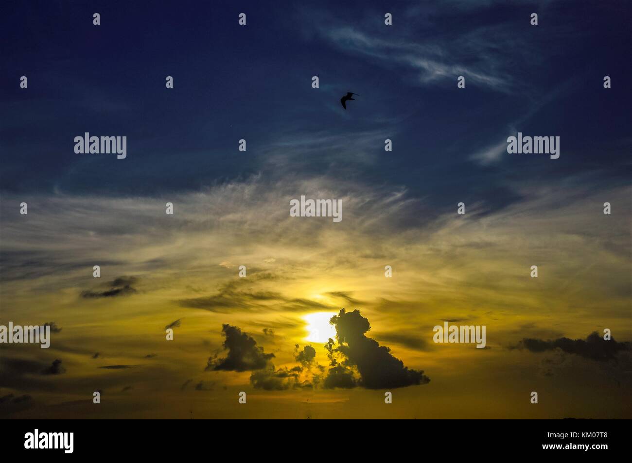 Birds flying sunset blue hi-res stock photography and images - Alamy