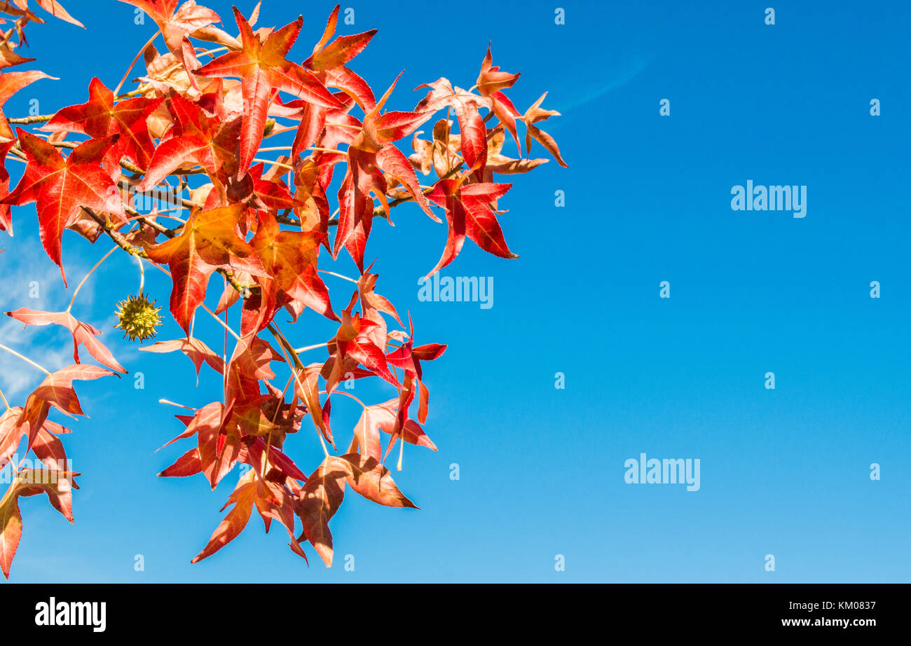 colorful autumn leaves on a tree branch with blue sky Stock Photo - Alamy