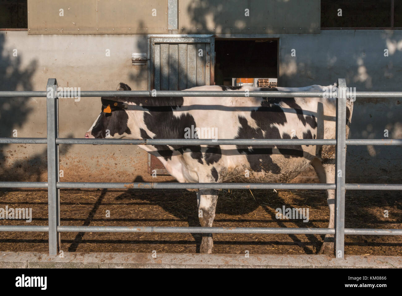 Black and White Cow Standing in the Paddock in Farm Stock Photo - Alamy