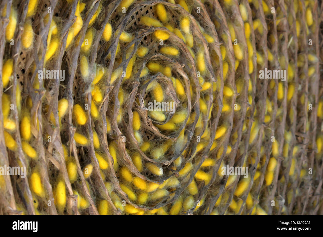 chrysalis yellow silkworm cocoons in nests, life cycle of silk worm Stock Photo