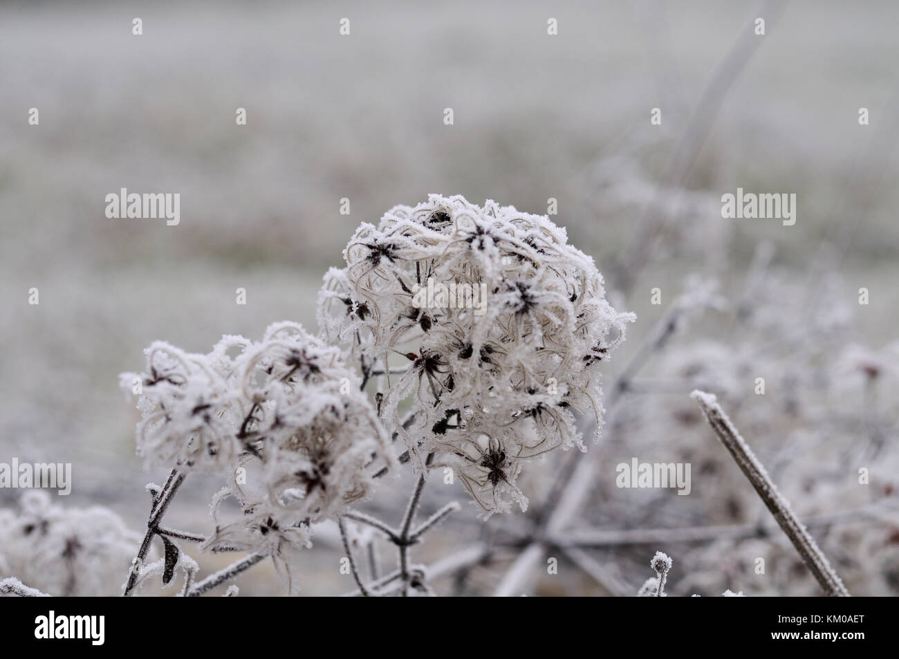 frozen seed heads of a clematis Stock Photo