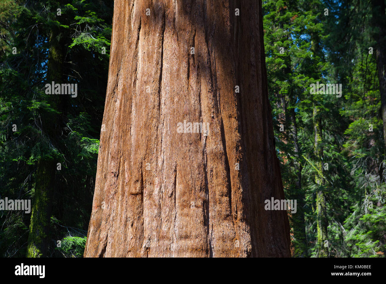 Sequoia National Park, USA. It is a national park in the southern Sierra Nevada east of Visalia, California, in the United States. It was established  Stock Photo